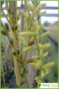 Salix purpurea