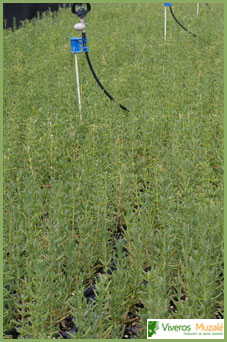 Salsola oppositifolia