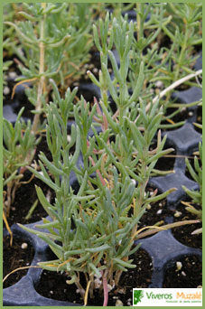 Salsola oppositifolia