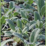 Salvia candelabrum