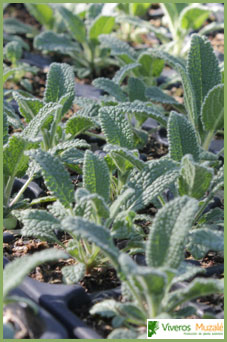 Salvia candelabrum