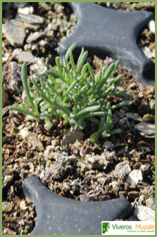 Santolina chamaecyparissus