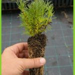 Santolina rosmarinifolia