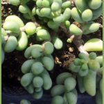 Sedum gypsicola