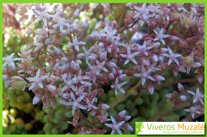 Sedum gypsicola flor