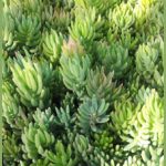 Sedum sediforme