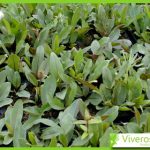 Serrulata flavescens