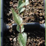 smilax aspera