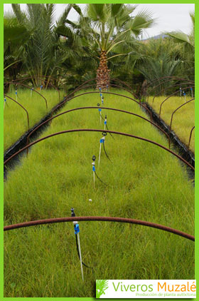 Stipa tenacissima tabla