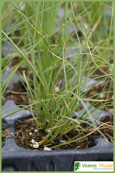 Stipa tenacissima