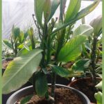 Synadenium grantii