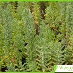 Teucrium charidemi