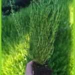 Thymus capitellatus