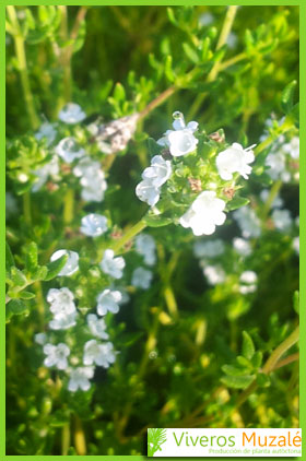 Thymus capitellatus flor