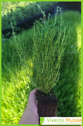 Thymus capitellatus