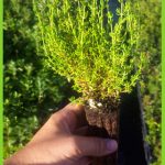 Thymus carnosus 2