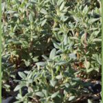 Thymus mastichina