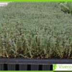 Thymus vulgaris