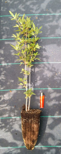 vitex agnus cactus