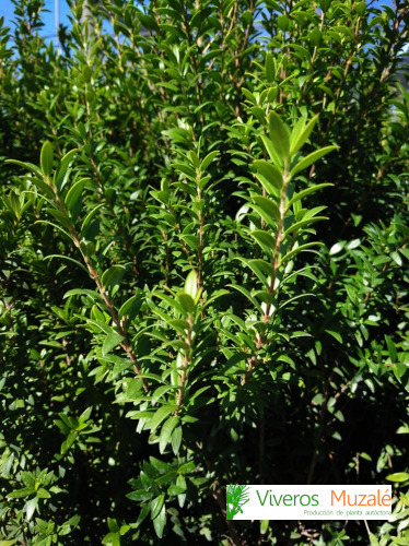 100 Semi Di Mirto (Myrtus Communis) – Tu Propio Jardín – Da Spagna