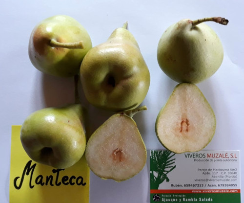 Pera Manteca