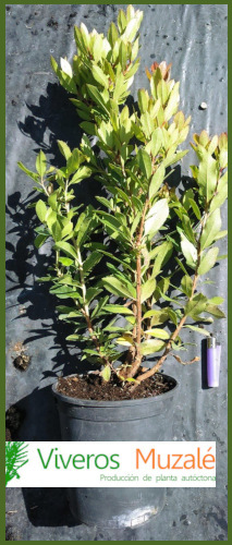Arbutus-unedo-01
