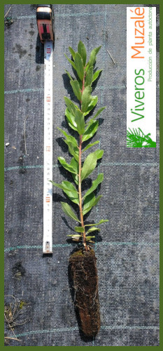 Arbutus-unedo-02
