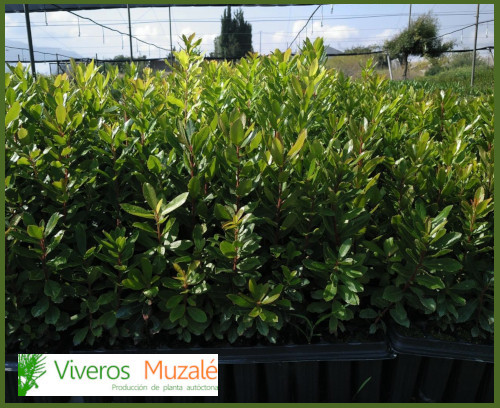 Arbutus-unedo-03