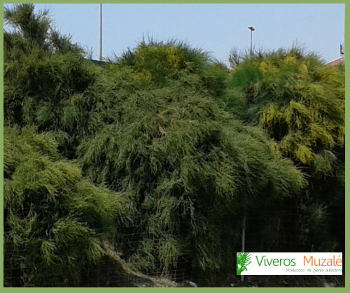 Ephedra fragilis