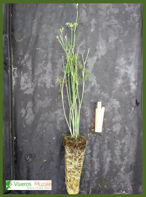Foeniculum vulgare