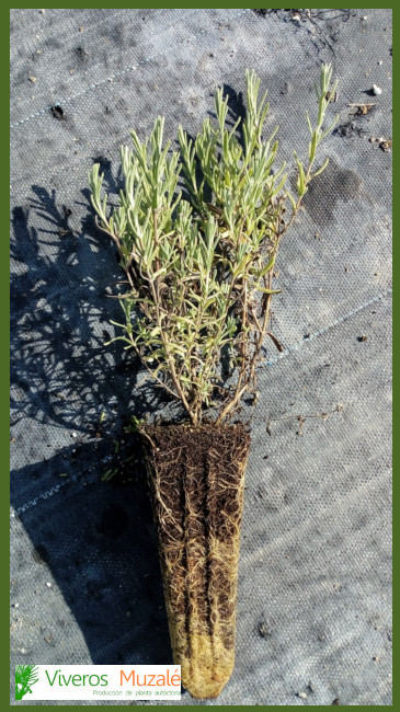Lavandula stoechas