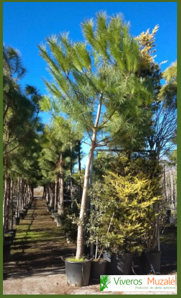 PINUS-PINEA-3m.16-20