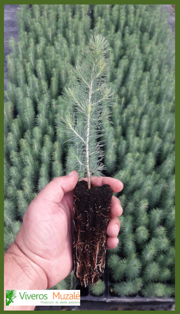 Pinus-halepensis.02