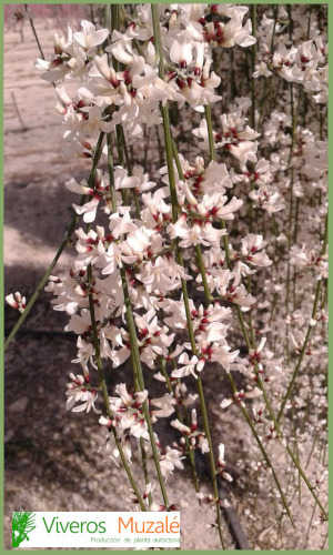 Retama-monosperma-campo-flor