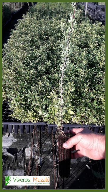 Rhus pentaphylla