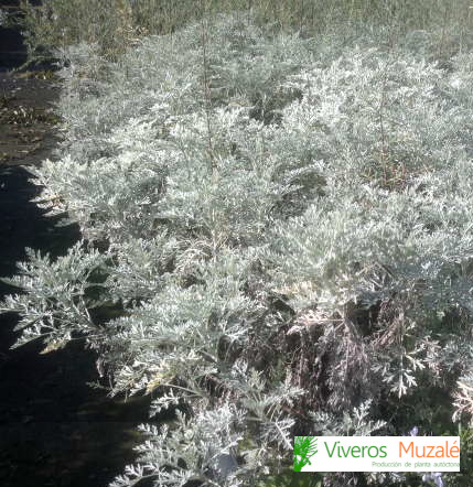 Artemisia arborescens