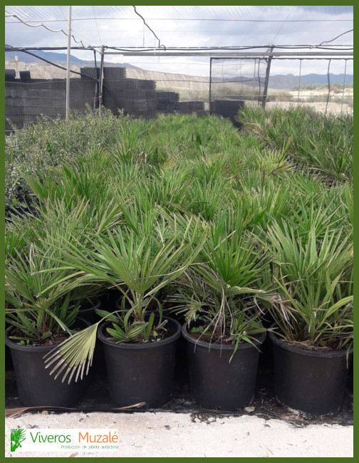 Chamaerops humilis