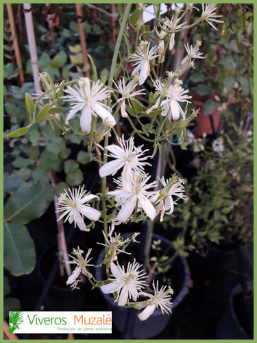 Clematis flammula