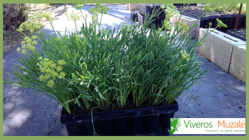 Crithmum maritimum