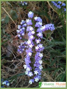 Limonium sinuatum