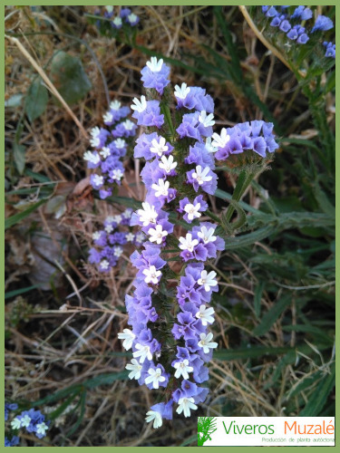 Limonium sinuatum - Viveros Muzalé siempreviva, flor de palel, comprar