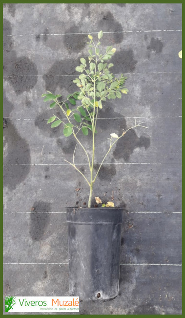 Moringa oleifera