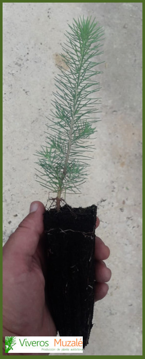 pinus-pinea-af