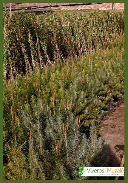 pinus-pinea.1