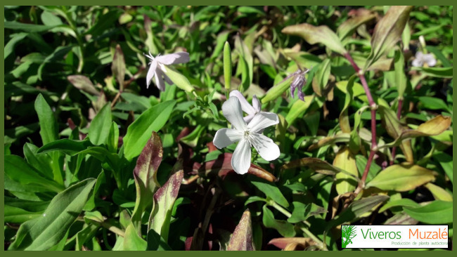 Saponaria officinalis