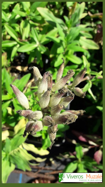 Saponaria officinalis