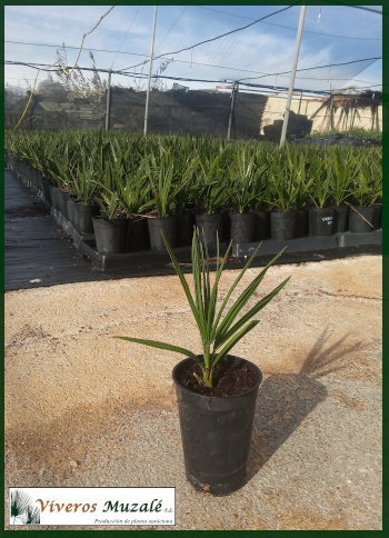 Chamaerops humilis