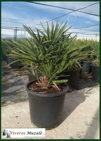 Chamaerops humilis