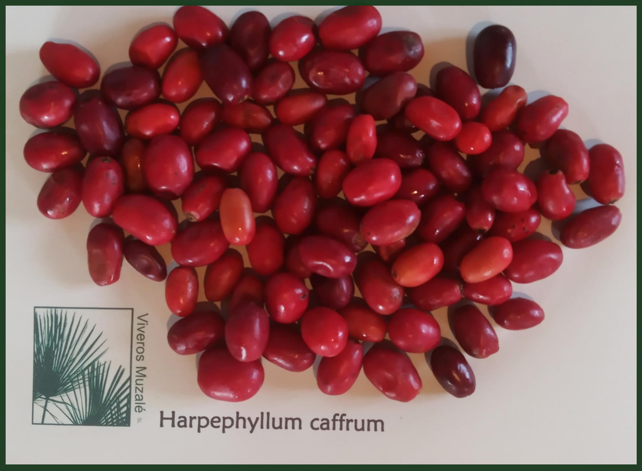 Harpephyllum caffrum