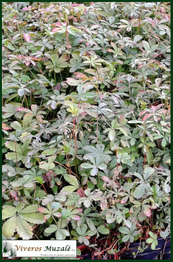 Potentilla reptans